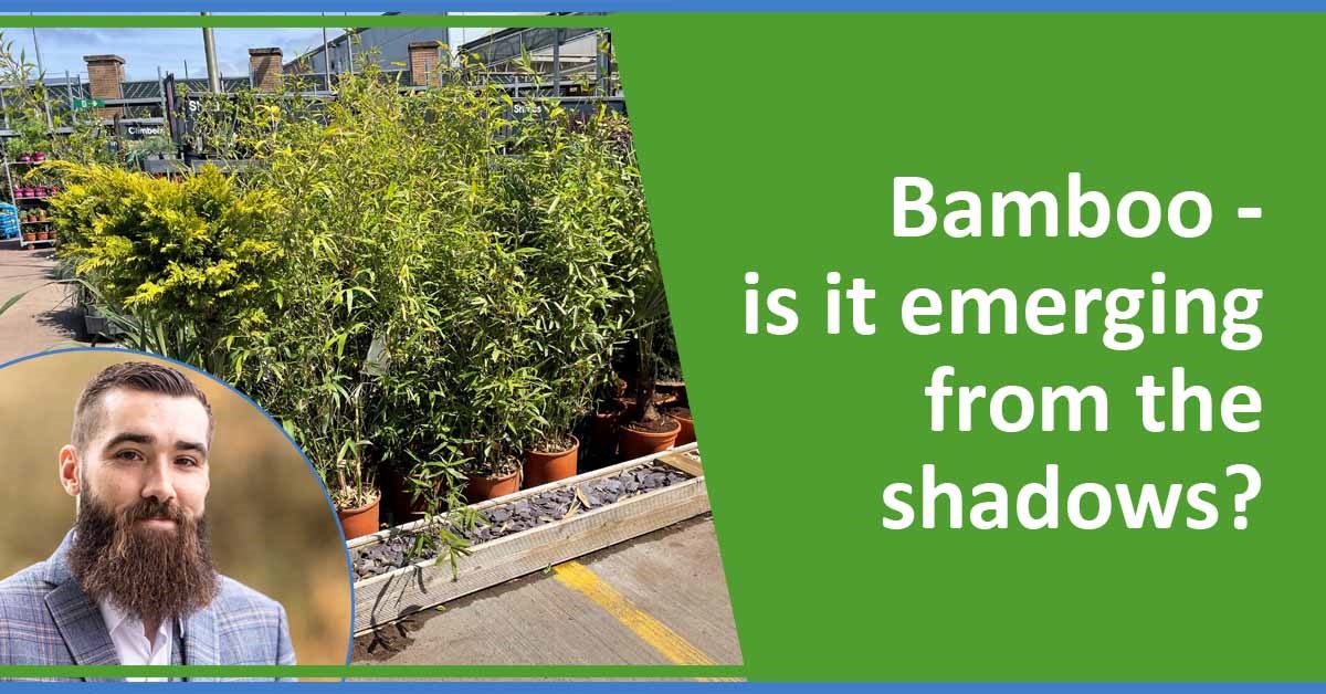 Bamboo – is it emerging from the shadows?